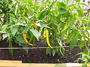 Golden Cayenne
