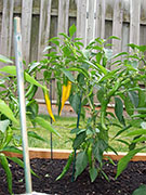 Golden Cayenne