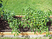 Golden Cayenne