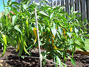 Golden Cayenne