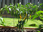 Golden Cayenne