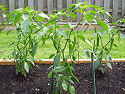 Golden Cayenne