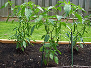 Golden Cayenne