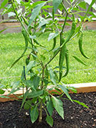 Golden Cayenne