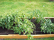 Golden Cayenne