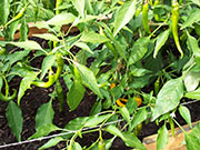 Golden Cayenne