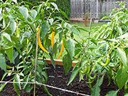 Golden Cayenne