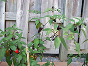 Jalapeño Purple