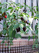 Jalapeño Purple