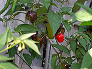 Jalapeño Purple
