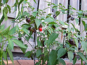 Jalapeño Purple