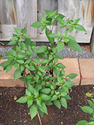 Jalapeño Purple