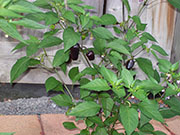 Jalapeño Purple