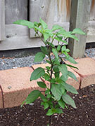 Jalapeño Purple