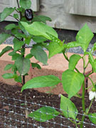 Jalapeño Purple