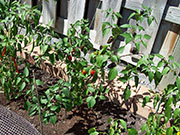 Jalapeño Purple