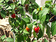 Jalapeño Purple