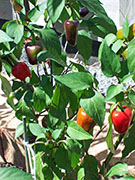 Jalapeño Purple