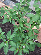 Jalapeño Purple