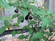 Jalapeño Purple