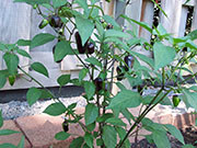 Jalapeño Purple
