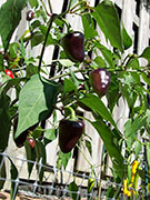 Jalapeño Purple