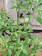 Jalapeño Purple