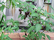 Jalapeño Purple