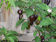 Jalapeño Purple