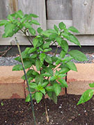 Jalapeño Purple