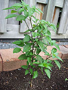 Jalapeño Purple