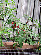 Jalapeño Purple