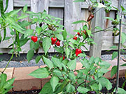 Jalapeño Purple