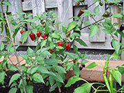 Jalapeño Purple
