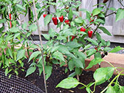 Jalapeño Purple