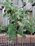 Jalapeño Purple