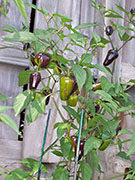 Jalapeño Purple