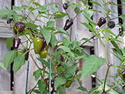 Jalapeño Purple