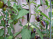 Jalapeño Purple