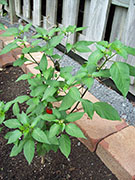 Jalapeño Purple