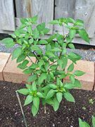 Jalapeño Purple