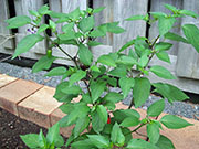Jalapeño Purple