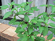 Jalapeño Purple