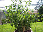 Kung Pao Hybrid
