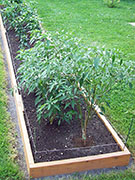 Kung Pao Hybrid