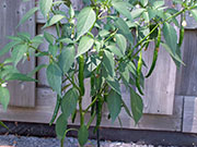 Kung Pao Hybrid