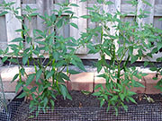 Kung Pao Hybrid