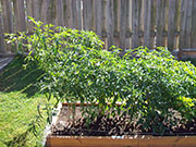 Kung Pao Hybrid