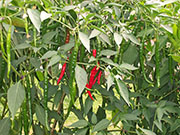 Kung Pao Hybrid