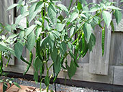 Kung Pao Hybrid